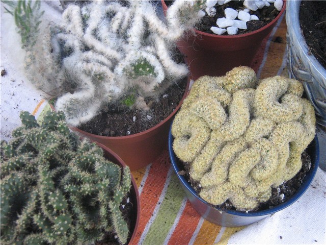 sukulenti i kaktusi